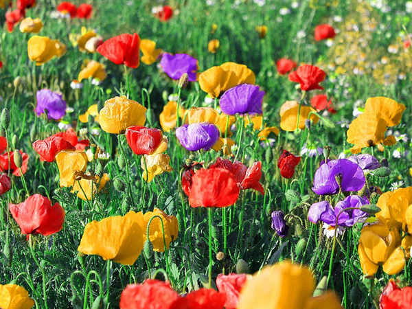 Lee más sobre el artículo Flores: 3 especies para sembrar en otoño y ver florecer en primavera
