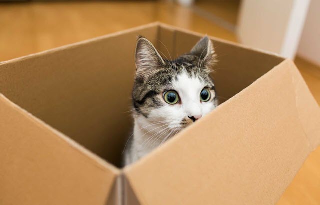 Lee más sobre el artículo Por qué los gatos adoran las cajas de cartón