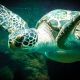 La contaminación acústica en el mar produce sordera en las tortugas marinas