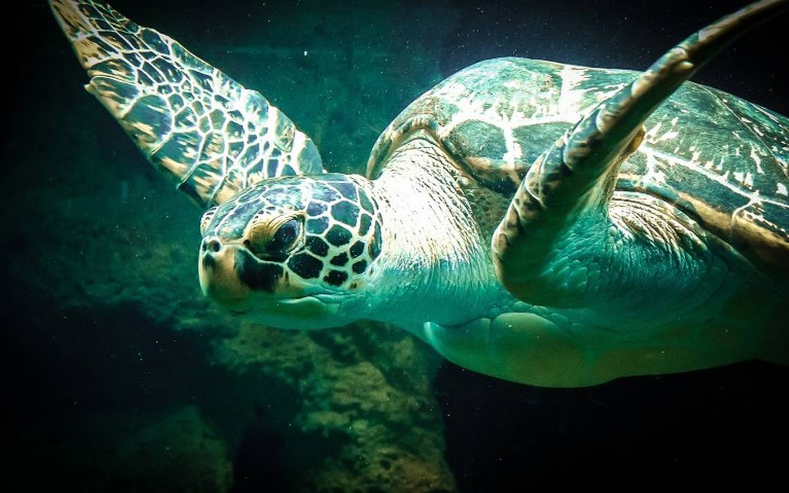 Lee más sobre el artículo La contaminación acústica en el mar produce sordera en las tortugas marinas