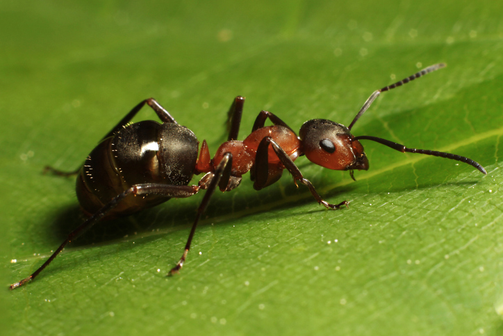 Lee más sobre el artículo El olfato de las de hormigas podrían ayudar a detectar el cáncer y otras enfermedades