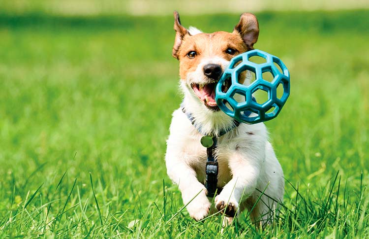Lee más sobre el artículo 8 hábitos que alargan la vida de los perros