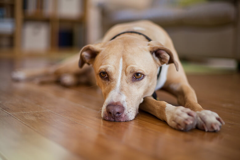 Lee más sobre el artículo ¿Los perros se pueden deprimir?