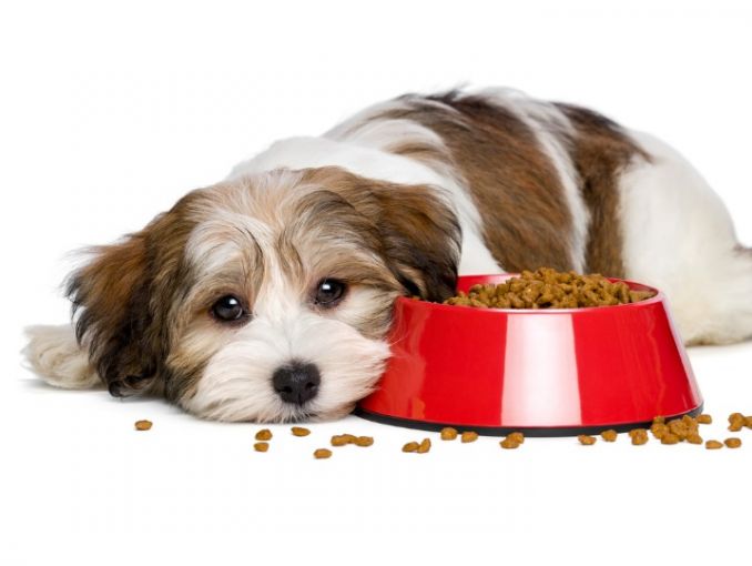 Lee más sobre el artículo Mi perro o mi gato no quieren comer: consejos para estimular su apetito