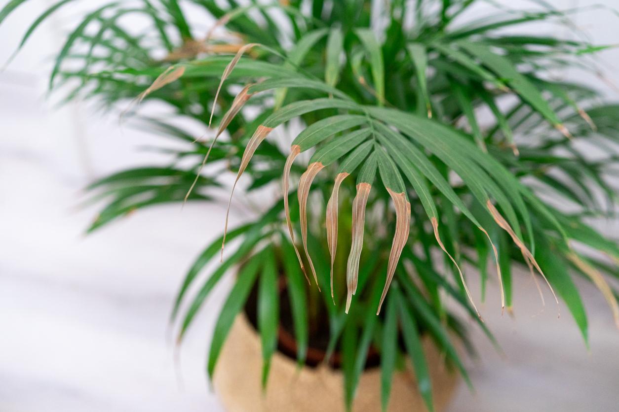 Lee más sobre el artículo Por qué se secan las puntas de las hojas de las plantas y cómo evitarlo