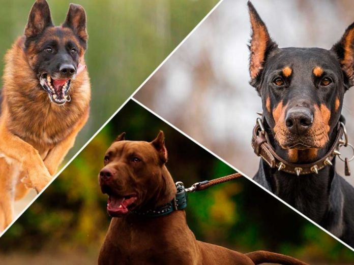Lee más sobre el artículo 5 razas de perros considerados los mejores guardianes