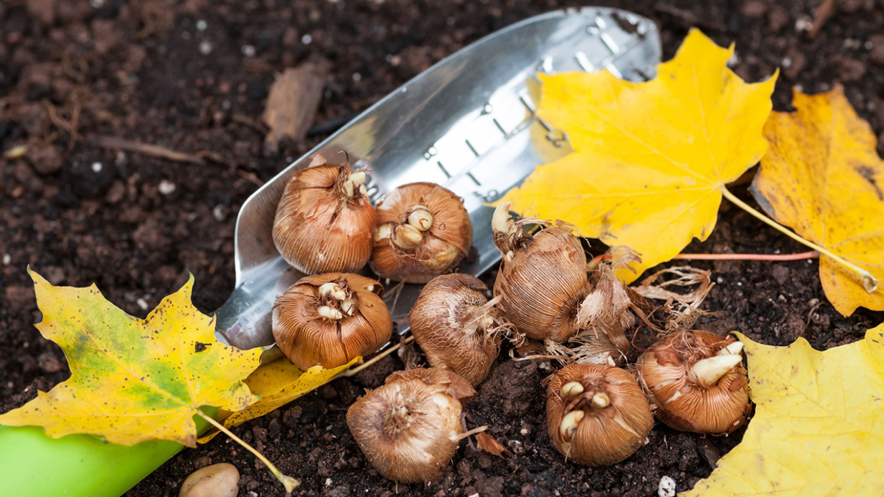 Lee más sobre el artículo Otoño, el momento ideal para plantar bulbos
