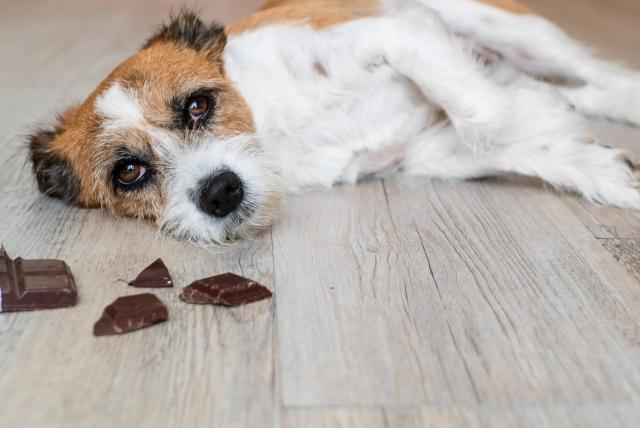 Lee más sobre el artículo ¿Por qué el chocolate es malo para los perros?