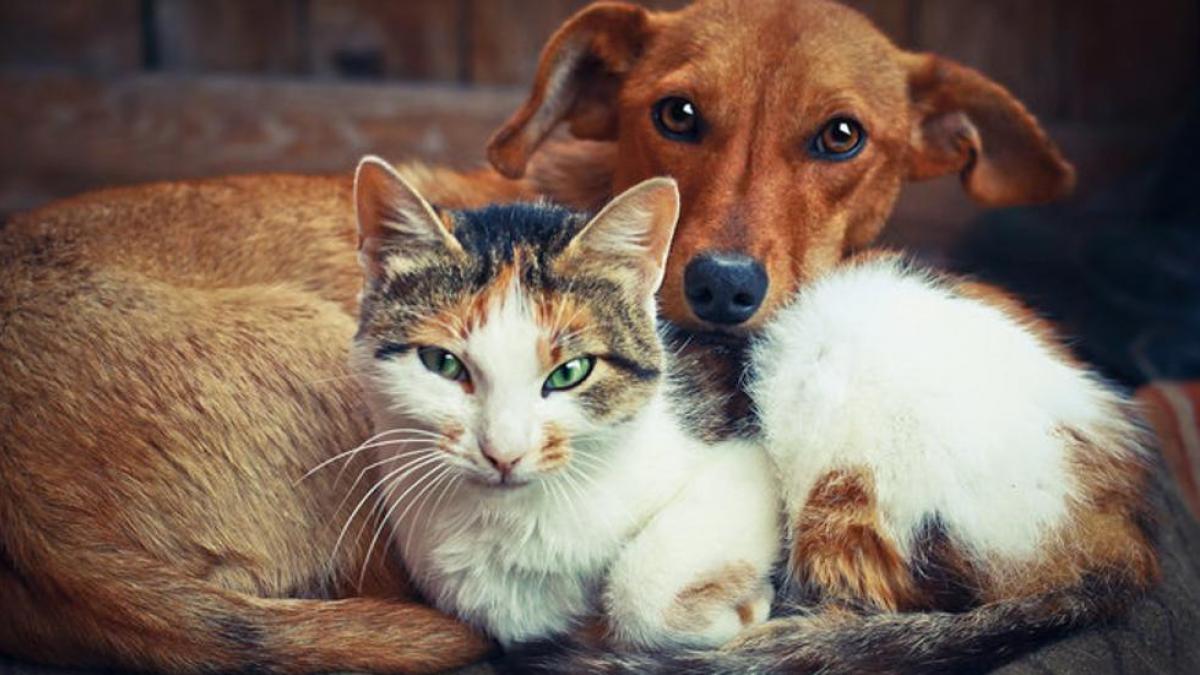 Lee más sobre el artículo Por qué perro y gato pueden ser amigos a pesar de sus instintos