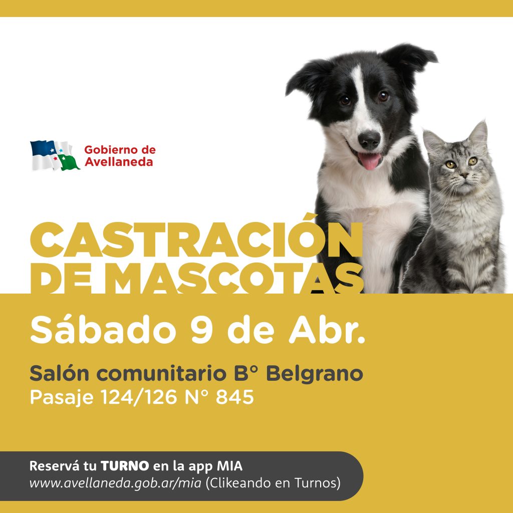 Lee más sobre el artículo Sacá turno on line para castrar a tus mascotas en Avellaneda