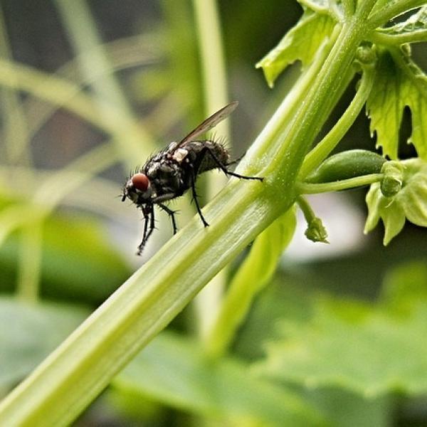 Lee más sobre el artículo ¿Cuál es la función de las moscas en el mundo?
