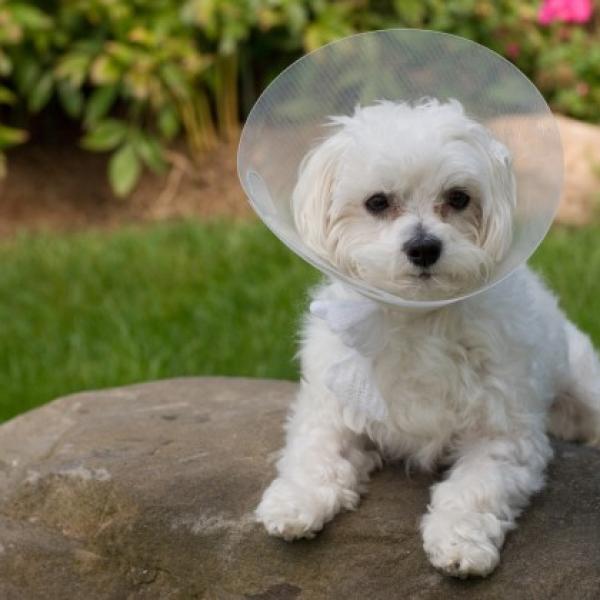 Lee más sobre el artículo Cuál es la razón por la que los perros y otros animales se lamen las heridas