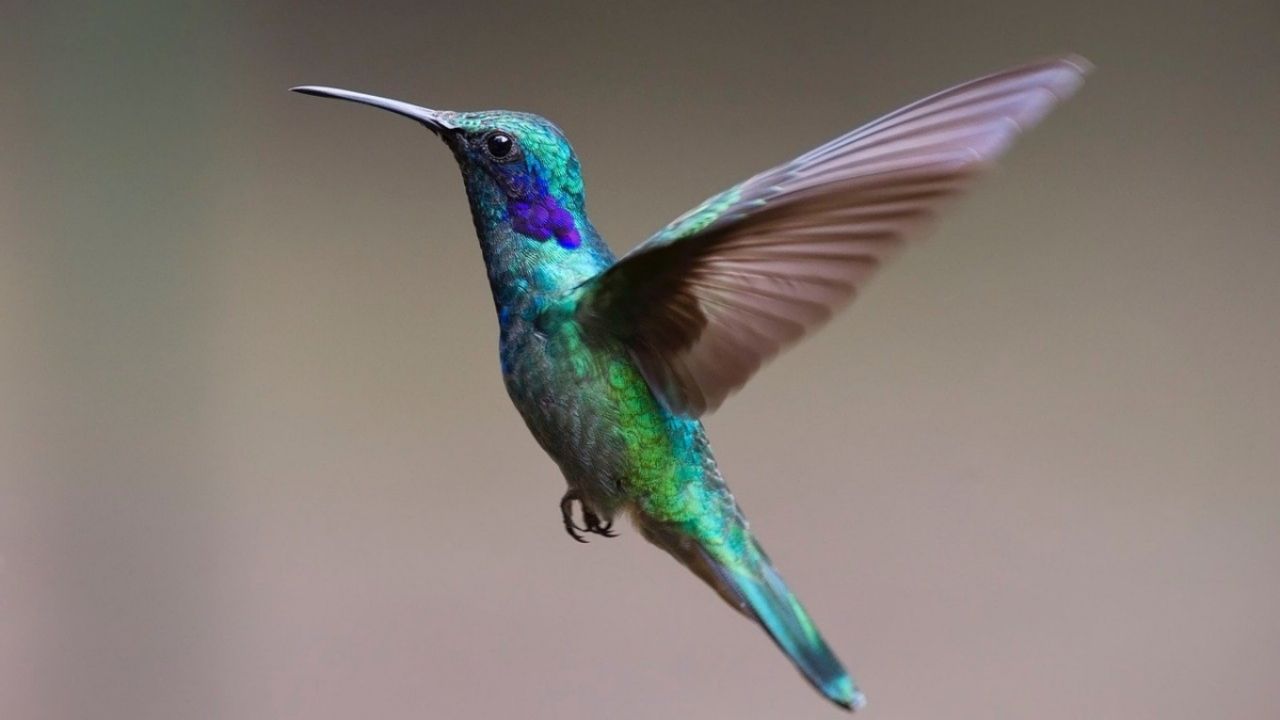 Lee más sobre el artículo Qué significado tiene que un colibrí aparezca en tu casa
