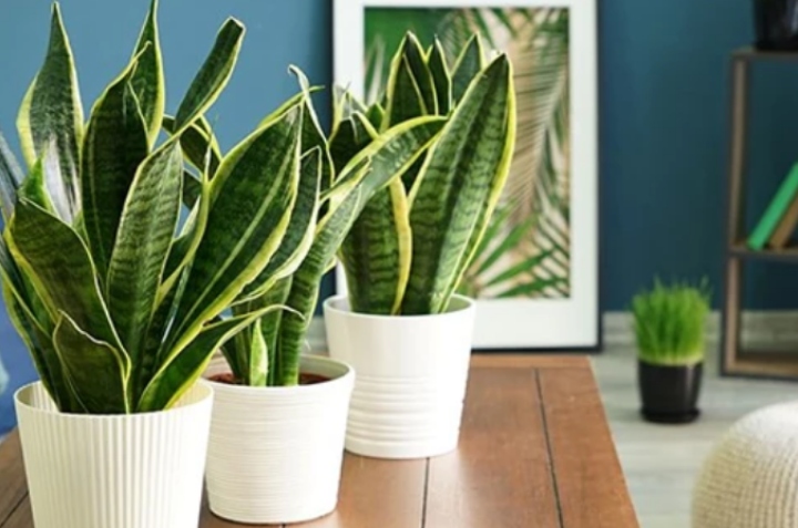 Lee más sobre el artículo Cinco plantas perfectas para interior (que además ayudan a purificar el aire)