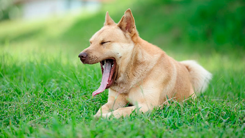 Lee más sobre el artículo Cuál es el significado del bostezo de los perros