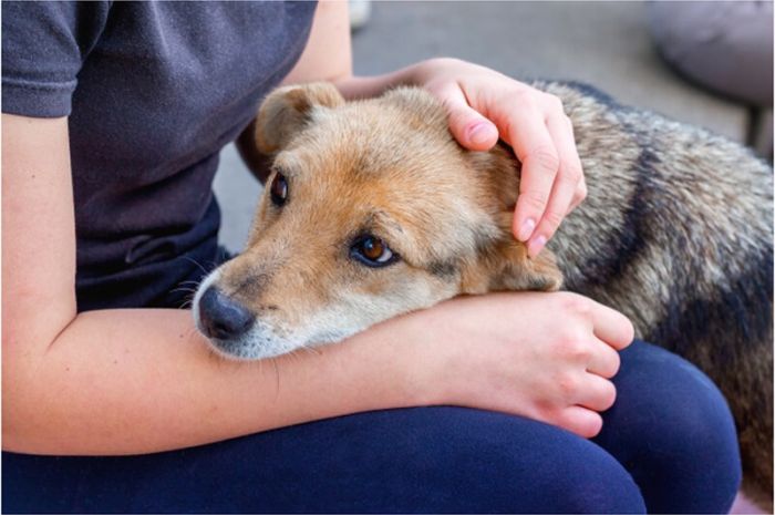 Lee más sobre el artículo ¿Perros y humanos pueden estar ansiosos por las mismas razones?