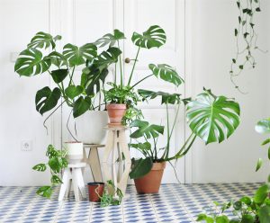 Lee más sobre el artículo Las plantas de interior que marcan tendencia este año