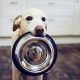 La frecuencia con la que se lava el plato donde comen los perros puede afectar la salud humana