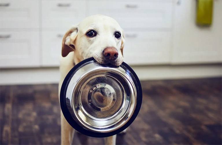 Lee más sobre el artículo La frecuencia con la que se lava el plato donde comen los perros puede afectar la salud humana