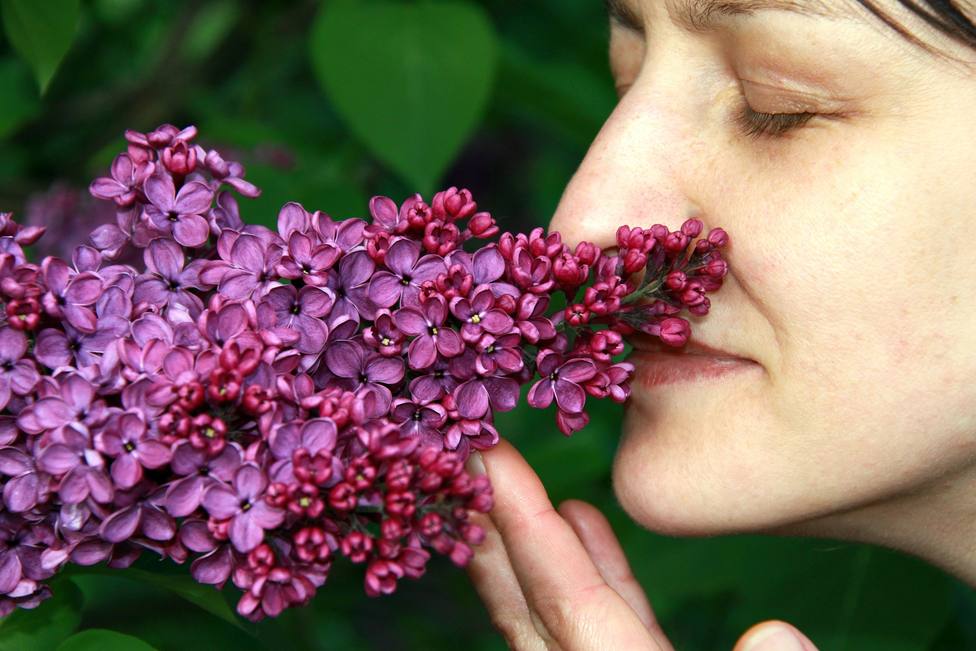 Lee más sobre el artículo ¿Cuál es el olor preferido de las personas en todo el mundo?: la ciencia tiene un veredicto