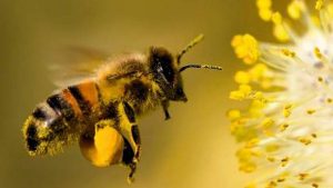Lee más sobre el artículo Día Mundial de la Abeja: por qué son protagonistas imprescindibles de los ecosistemas