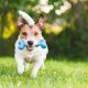 Alimentación, ejercicio y control veterinario: cuáles son los cuidados para alargar la vida de los perro
