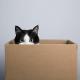 ¿Por qué a los gatos les gustan tanto las cajas?