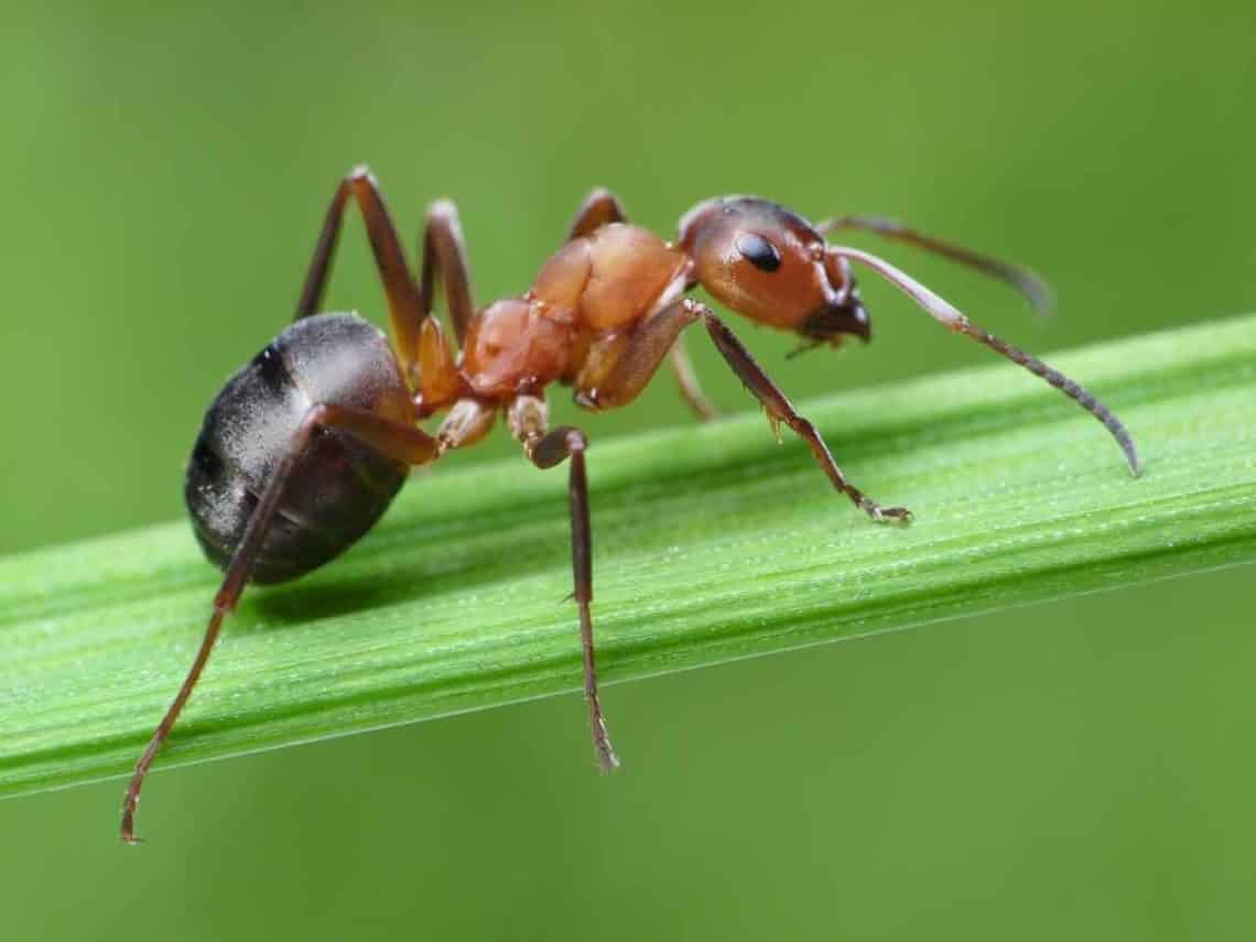 Lee más sobre el artículo Cuál es la función de las hormigas en el mundo
