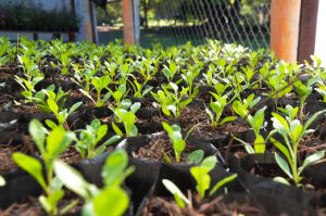 Lee más sobre el artículo El vivero municipal ofrece importantes ofertas de plantines