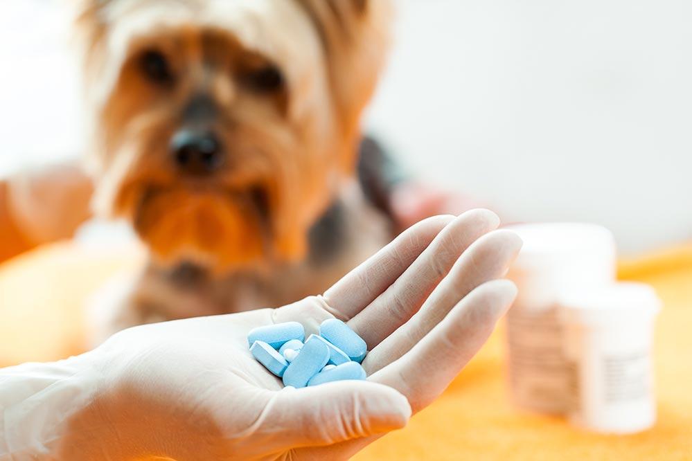 La odisea de darle medicamentos a tu perro o a tu gato