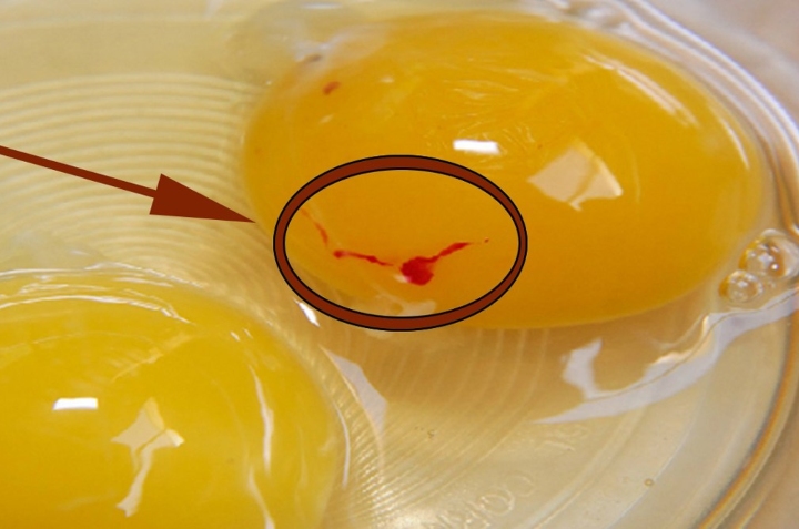 Lee más sobre el artículo Por qué es peligroso consumir huevos que tengan clara roja
