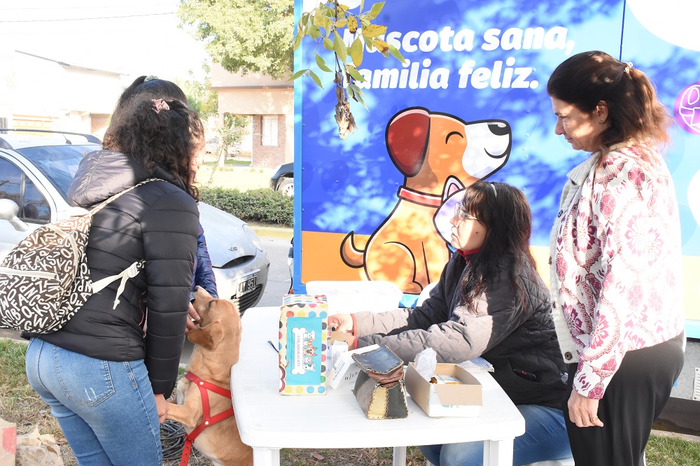 Castración de mascotas en Avellaneda: Conseguí tu turno on line