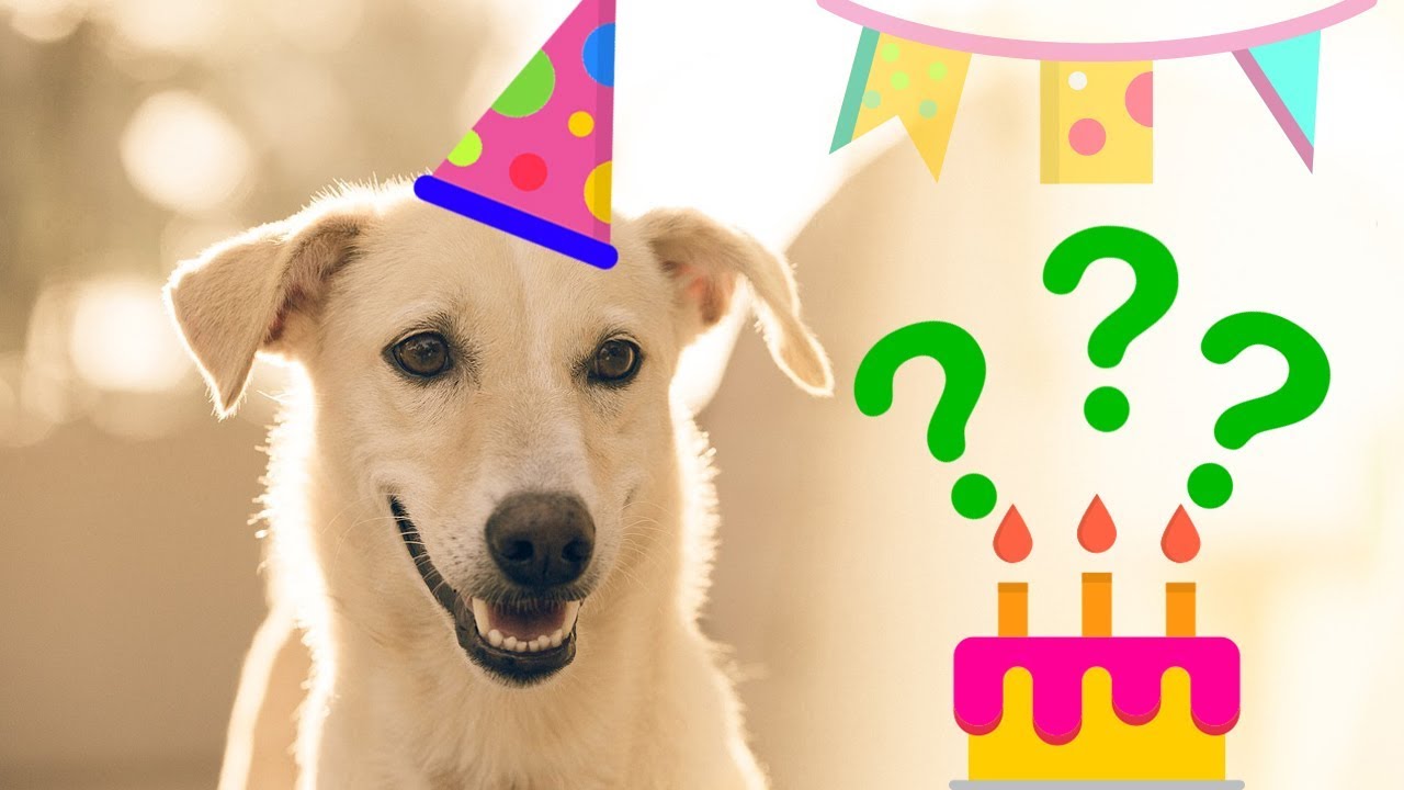 Lee más sobre el artículo Por qué la edad de los perros no debe calcularse por siete