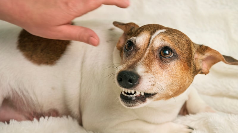 Lee más sobre el artículo ¿Qué hacer y cómo tratar a los perros agresivos?