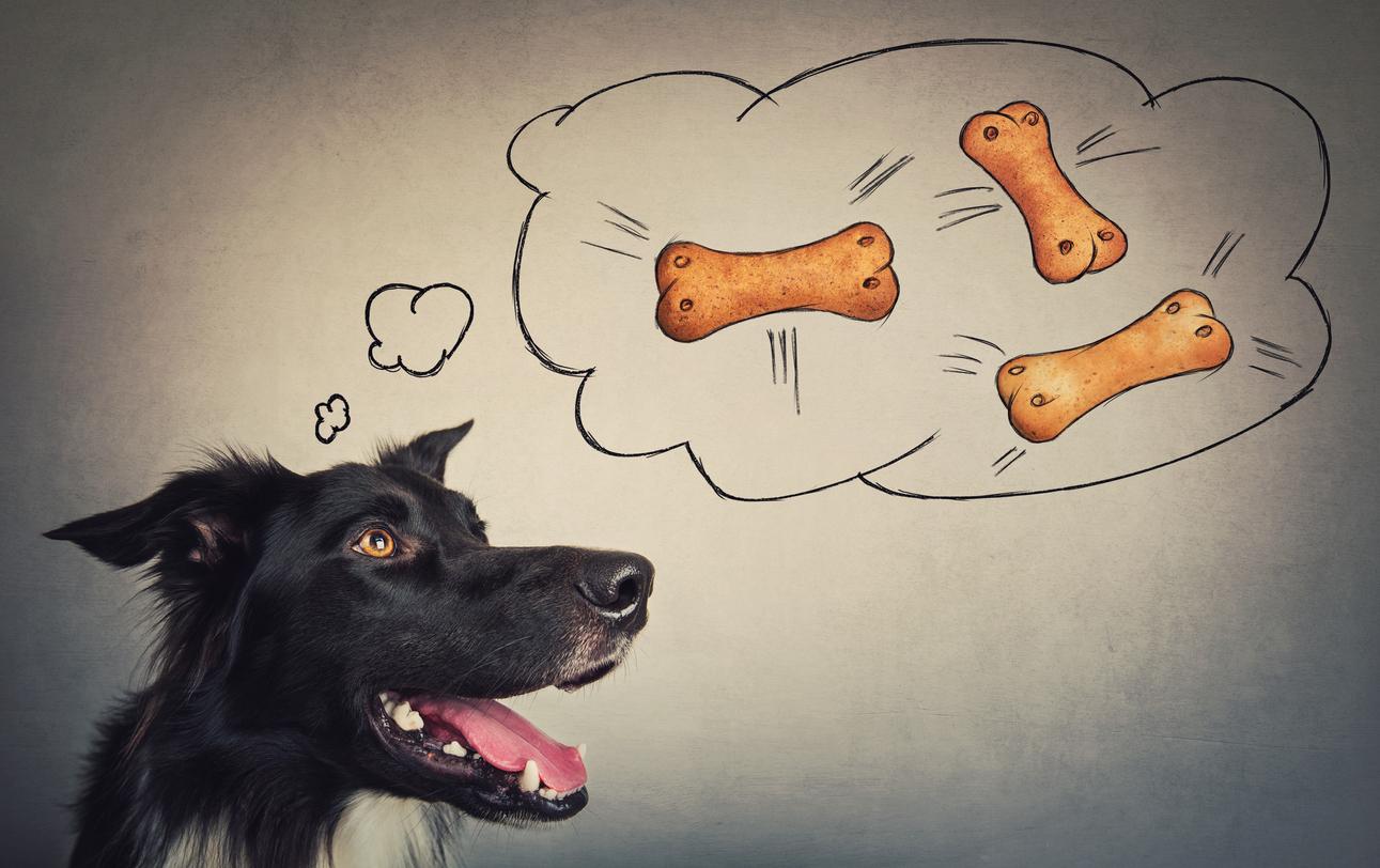 Lee más sobre el artículo Cómo funciona la memoria de los perros