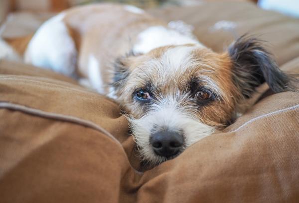 Lee más sobre el artículo Por qué cuando un perro se queda solo puede mostrarse ansioso o frustrado
