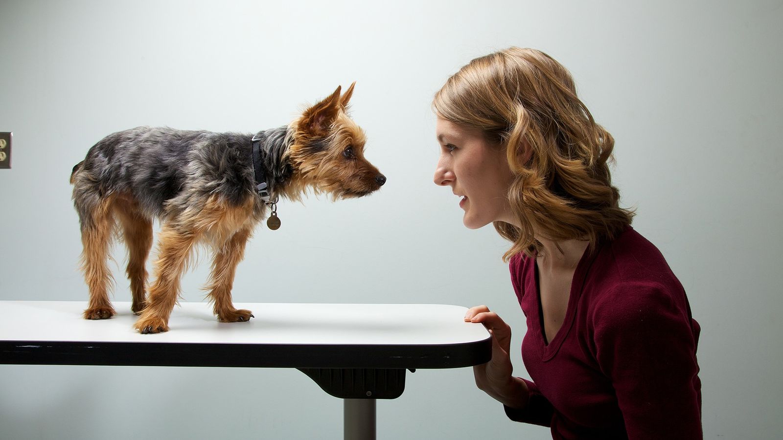 Cuáles son los 6 comportamientos que comparten los humanos y los perros