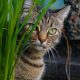 Por qué los gatos enloquecen por una planta y eso los beneficia