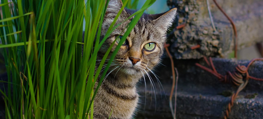 Por qué los gatos enloquecen por una planta y eso los beneficia