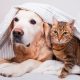 Cómo cuidar del frío a nuestros perros y gatos