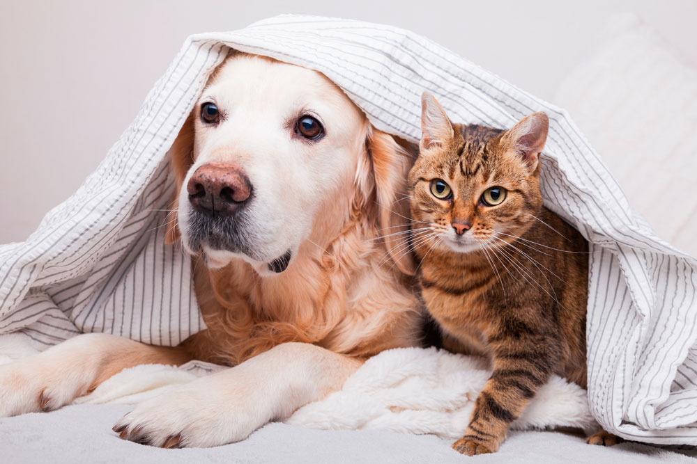 Cómo cuidar del frío a nuestros perros y gatos