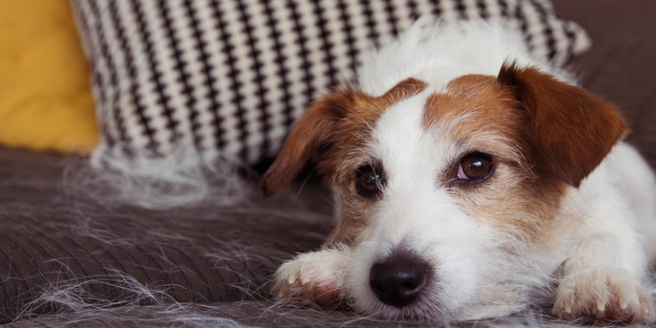 Pérdida de pelo en los perros: ¿por qué sucede?