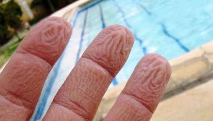Lee más sobre el artículo Develaron el motivo por el que se arrugan las yemas de los dedos al ponerlas en remojo