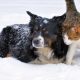 Los perros y gatos, ¿sufren el frío?