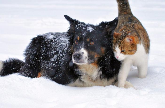 Los perros y gatos, ¿sufren el frío?