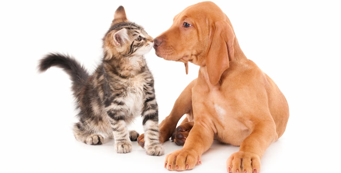 Lee más sobre el artículo Castración de mascotas en Avellaneda: Es el turno de los vecinos de B° Cooperación