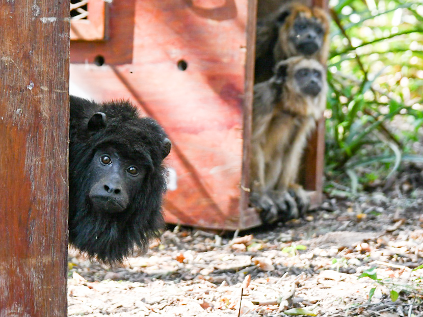 Lee más sobre el artículo La provincia de Santa Fe liberó 5 monos carayá en el norte provincial