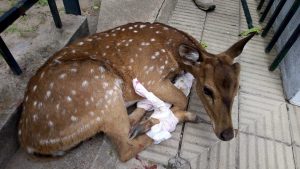 Lee más sobre el artículo Rescate de fauna en zona urbana ( Ciervo Axis ) no autóctono