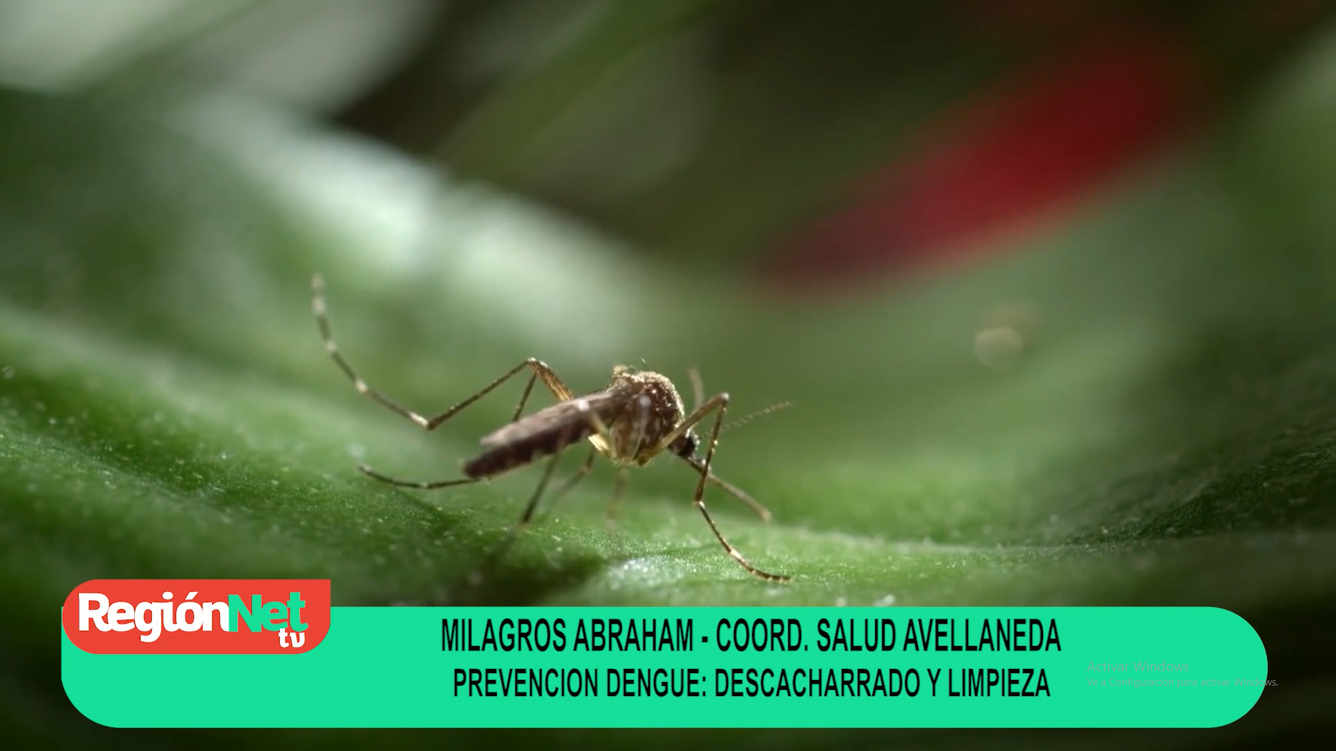 Lee más sobre el artículo Prevención Dengue: descacharrado y limpieza