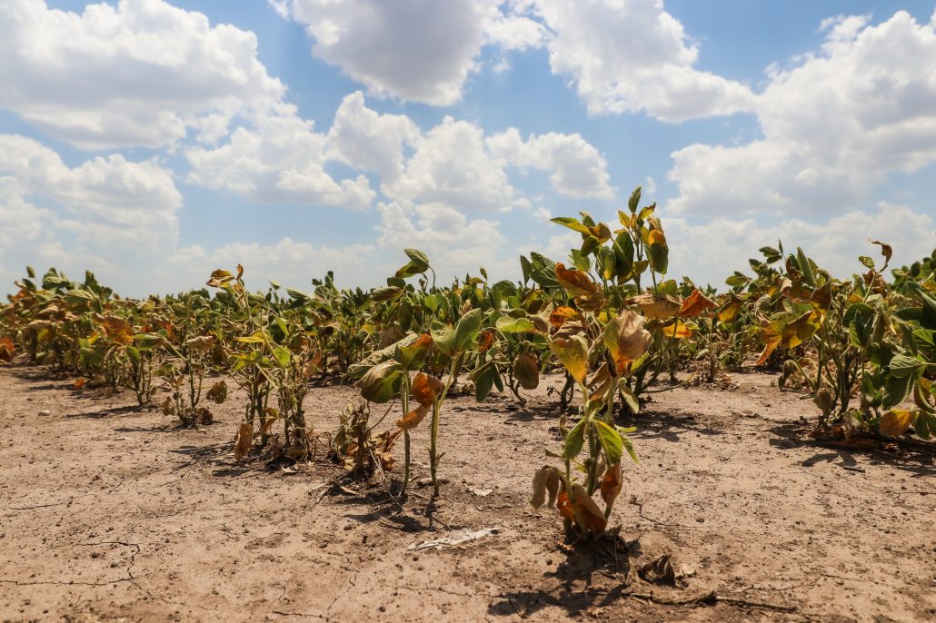 Por la sequía la provincia declaró la emergencia agropecuaria en todo el territorio santafesino